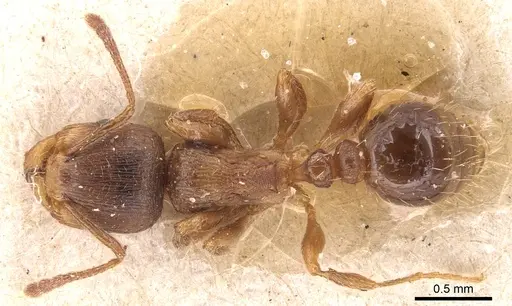 Tetramorium meridionale specimen CASENT0904831 image casent0904831_1