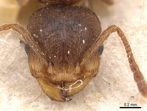 Tetramorium meridionale specimen CASENT0904831 image casent0904831_2