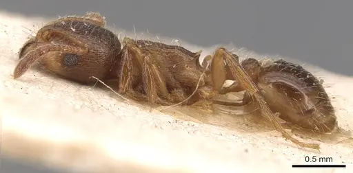 Tetramorium meridionale specimen CASENT0904831 image casent0904831_3