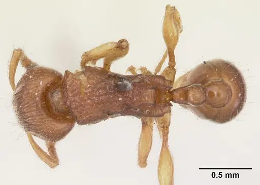 Tetramorium merina specimen CASENT0102401 image casent0102401_1