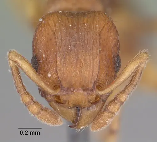 Tetramorium merina specimen CASENT0102401 image casent0102401_2