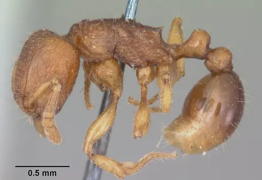 Tetramorium merina specimen CASENT0102401 image casent0102401_3