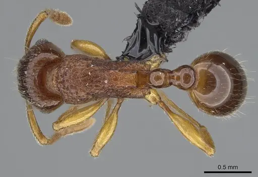 Tetramorium merina specimen CASENT0437226 image casent0437226_1