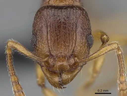 Tetramorium merina specimen CASENT0437226 image casent0437226_2