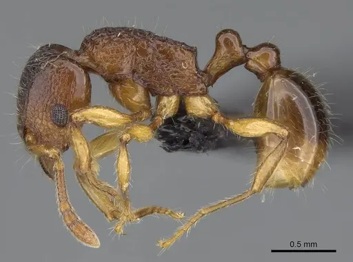 Tetramorium merina specimen CASENT0437226 image casent0437226_3