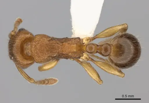 Tetramorium merina specimen CASENT0437232 image casent0437232_1