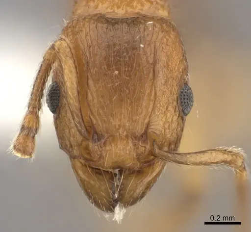 Tetramorium merina specimen CASENT0437232 image casent0437232_2
