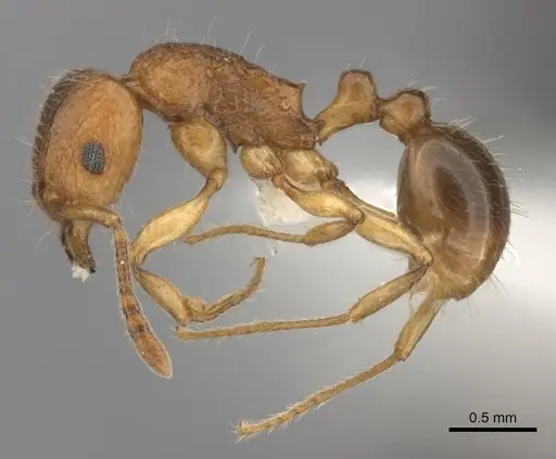 Tetramorium merina specimen CASENT0437232 image casent0437232_3