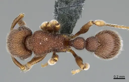 Tetramorium meshena specimen CASENT0368358 image casent0368358_1
