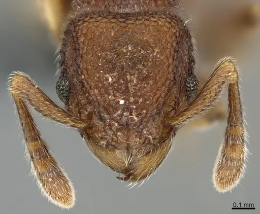Tetramorium meshena specimen CASENT0368358 image casent0368358_2