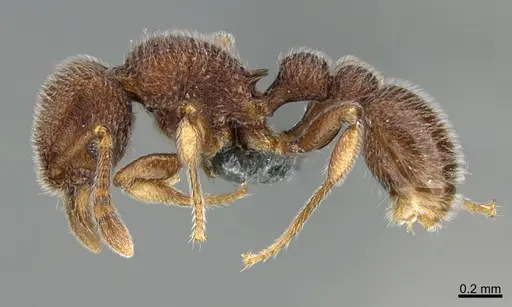 Tetramorium meshena specimen CASENT0368358 image casent0368358_3