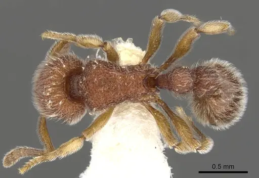 Tetramorium meshena specimen CASENT0901065 image casent0901065_1
