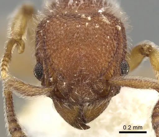 Tetramorium meshena specimen CASENT0901065 image casent0901065_2