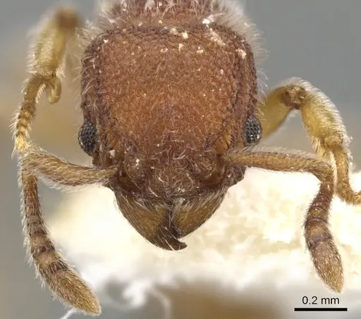 Tetramorium meshena specimen CASENT0901065 image casent0901065_3