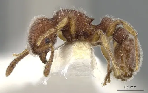 Tetramorium meshena specimen CASENT0901065 image casent0901065_4