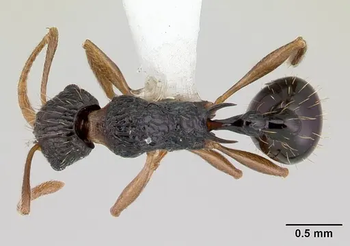Tetramorium metactum specimen CASENT0178329 image casent0178329_1