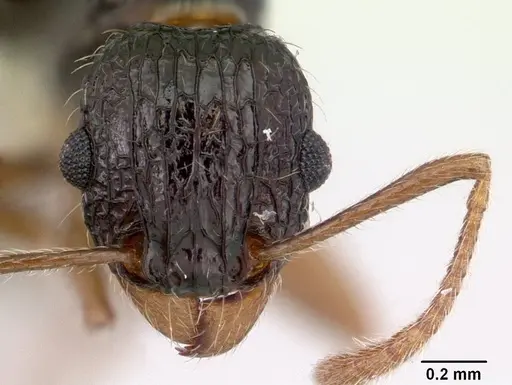 Tetramorium metactum specimen CASENT0178329 image casent0178329_2