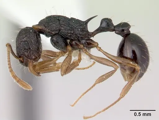 Tetramorium metactum specimen CASENT0178329 image casent0178329_3
