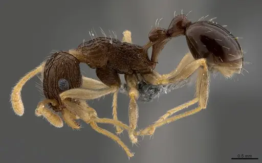 Tetramorium metactum specimen CASENT0363674 image casent0363674_1