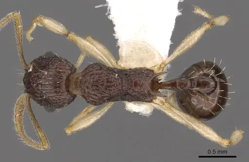 Tetramorium metactum specimen CASENT0901193 image casent0901193_1