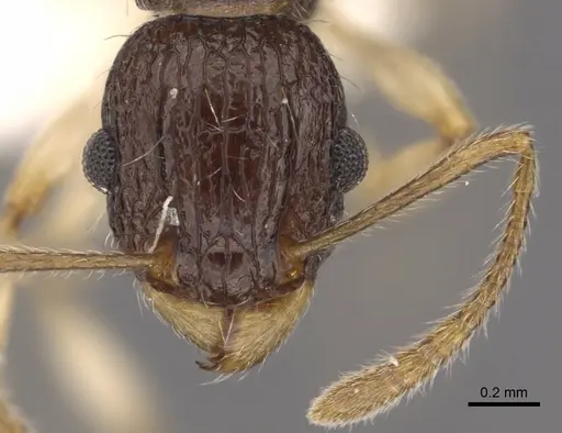 Tetramorium metactum specimen CASENT0901193 image casent0901193_2