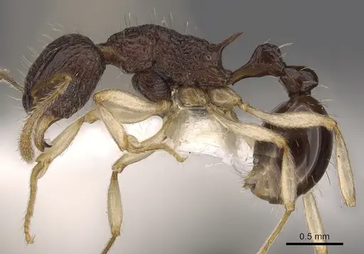 Tetramorium metactum specimen CASENT0901193 image casent0901193_3
