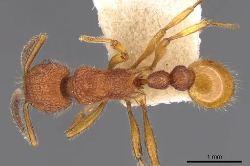 Tetramorium mexicanum specimen CASENT0901050 image casent0901050_1