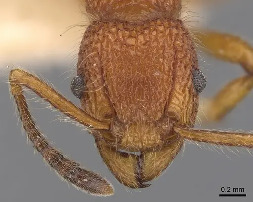 Tetramorium mexicanum specimen CASENT0901050 image casent0901050_2