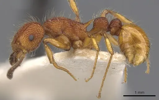 Tetramorium mexicanum specimen CASENT0901050 image casent0901050_3