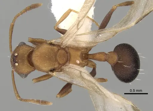 Tetramorium microgyna specimen CASENT0280926 image casent0280926_1
