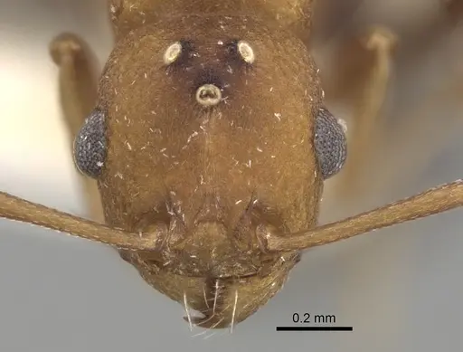 Tetramorium microgyna specimen CASENT0280926 image casent0280926_2