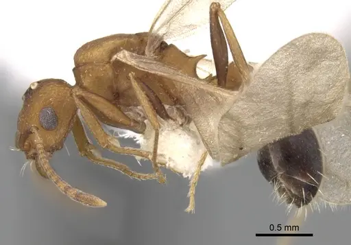 Tetramorium microgyna specimen CASENT0280926 image casent0280926_3