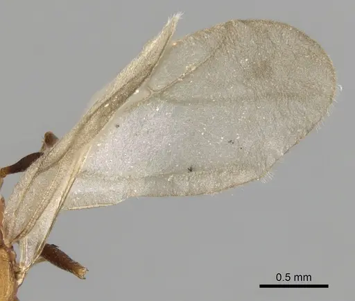 Tetramorium microgyna specimen CASENT0280926 image casent0280926_4