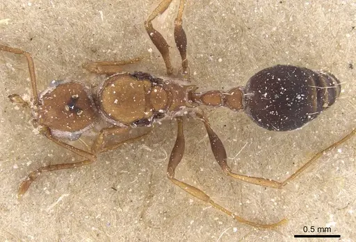 Tetramorium microgyna specimen CASENT0915030 image casent0915030_1