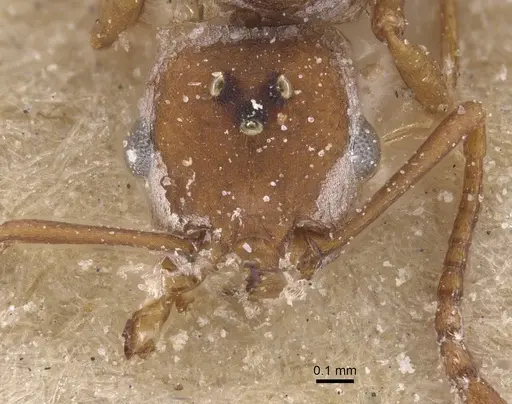 Tetramorium microgyna specimen CASENT0915030 image casent0915030_2