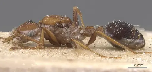 Tetramorium microgyna specimen CASENT0915030 image casent0915030_3
