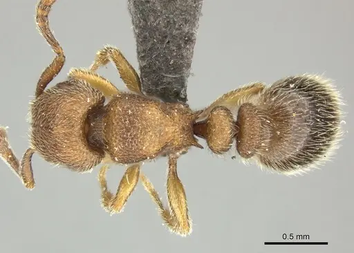 Tetramorium microps specimen CASENT0249028 image casent0249028_1