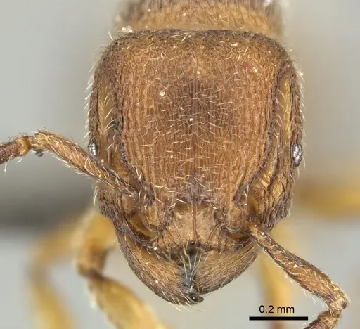Tetramorium microps specimen CASENT0249028 image casent0249028_2