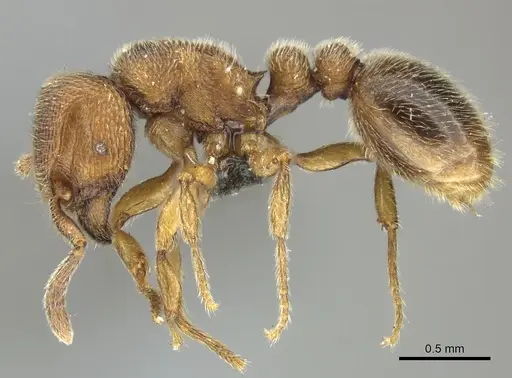 Tetramorium microps specimen CASENT0249028 image casent0249028_3