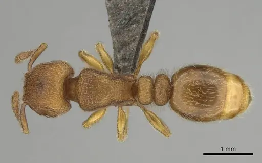 Tetramorium microps specimen CASENT0253275 image casent0253275_1