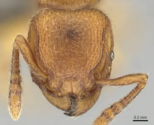Tetramorium microps specimen CASENT0253275 image casent0253275_2