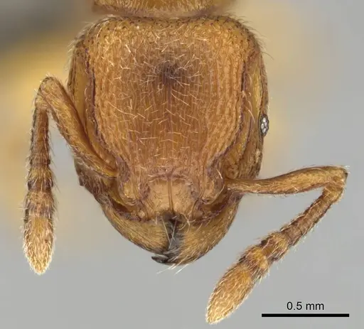 Tetramorium microps specimen CASENT0253275 image casent0253275_3