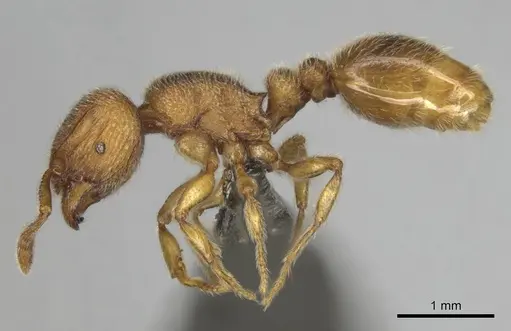 Tetramorium microps specimen CASENT0253275 image casent0253275_4