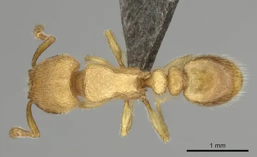 Tetramorium microps specimen CASENT0253283 image casent0253283_1