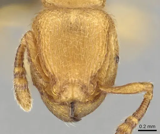 Tetramorium microps specimen CASENT0253283 image casent0253283_2