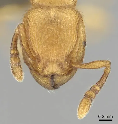 Tetramorium microps specimen CASENT0253283 image casent0253283_3