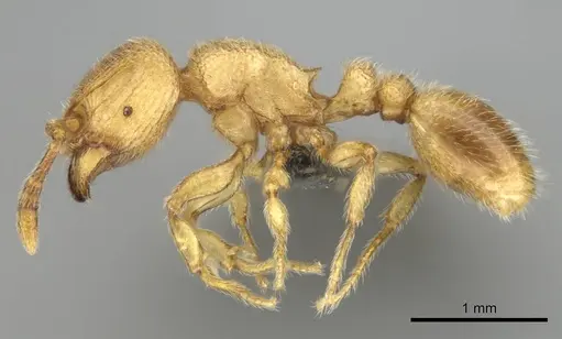 Tetramorium microps specimen CASENT0253283 image casent0253283_4