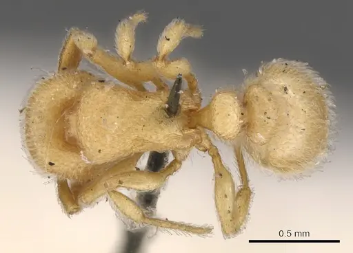 Tetramorium microps specimen CASENT0901139 image casent0901139_1