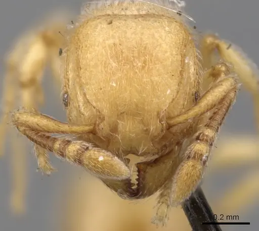 Tetramorium microps specimen CASENT0901139 image casent0901139_2