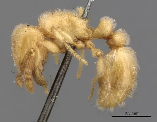 Tetramorium microps specimen CASENT0901139 image casent0901139_3